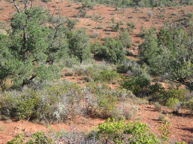 Sedona-fd0016